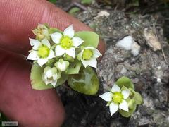 Crassula bergioides