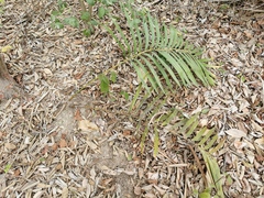 Zamia loddigesii
