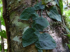 Monstera spruceana