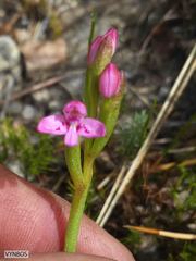 Disa vaginata