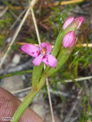 Disa vaginata