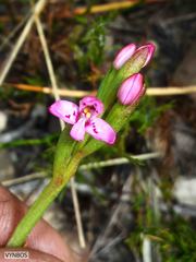 Disa vaginata