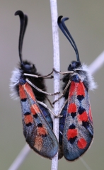 Zygaena rhadamanthus