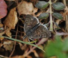 Metaxmeste schrankiana