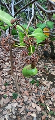 Anacardium occidentale