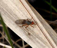 Scathophaga inquinata