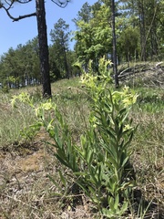 Lithospermum decipiens