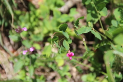 Lathyrus roseus