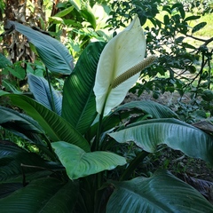 Spathiphyllum cannifolium