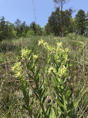 Lithospermum decipiens