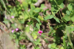 Lathyrus roseus