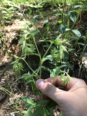Lithospermum decipiens