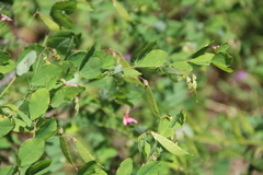 Lathyrus roseus