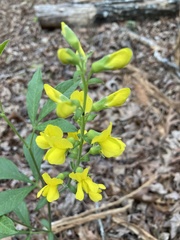 Sophoreae
