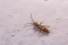 Entomobrya dorsalis