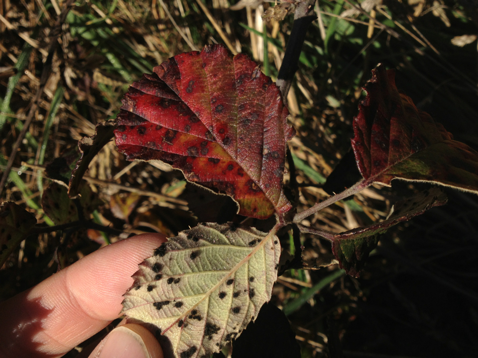 Phragmidium image