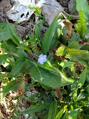 Omphalodes nitida