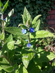 Pentaglottis sempervirens