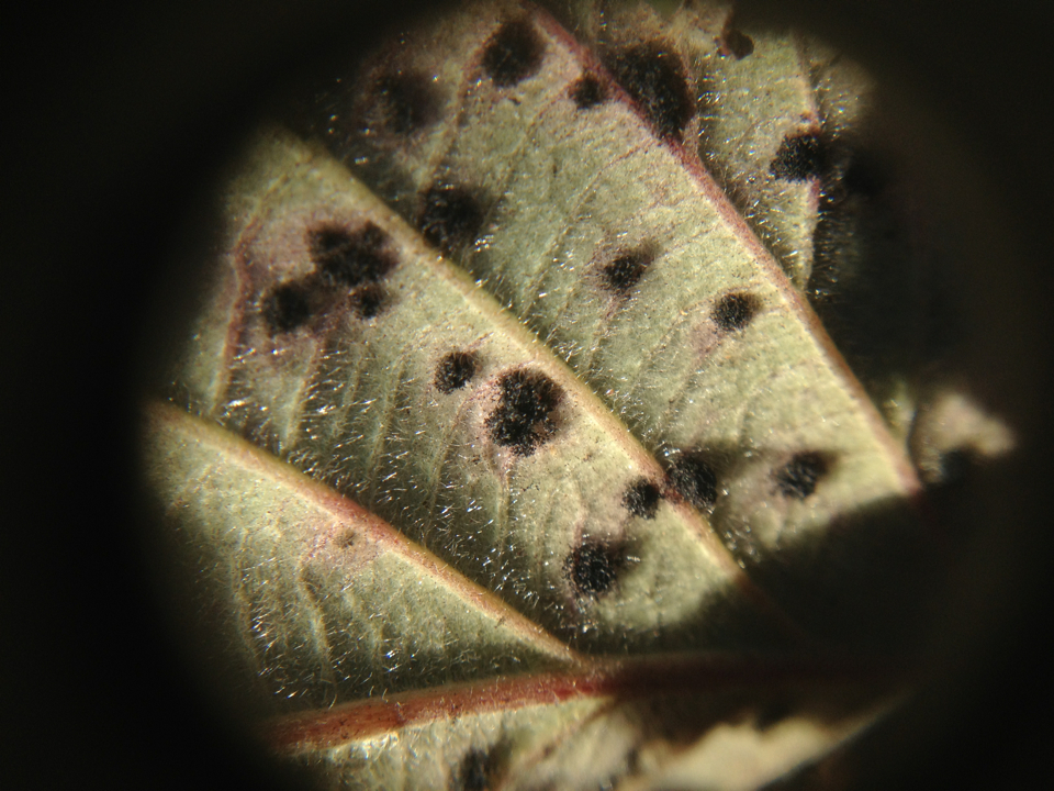 Phragmidium violaceum image