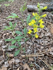 Sophoreae