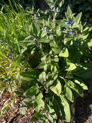 Pentaglottis sempervirens