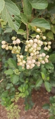 Cordia alba