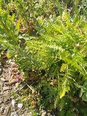 Petroselinum segetum
