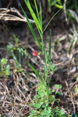 Lathyrus sphaericus