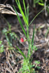 Lathyrus sphaericus