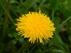 Taraxacum officinale