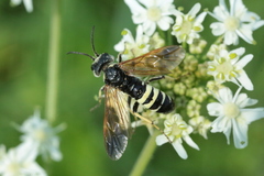 Tenthredo neobesa