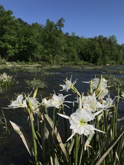 Hymenocallis coronaria