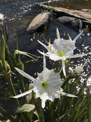 Hymenocallis coronaria