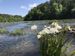 Hymenocallis coronaria