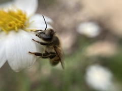 Apis mellifera