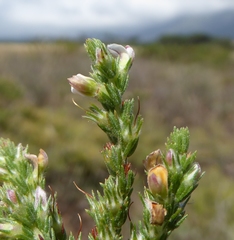 Aspalathus hispida hispida