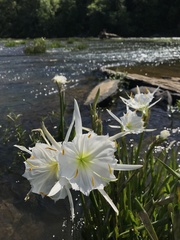 Hymenocallis coronaria