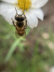 Apis mellifera