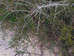 Aspalathus hispida hispida