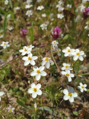 Leptosiphon parviflorus