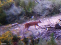 Caracal caracal