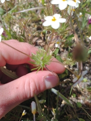 Leptosiphon parviflorus