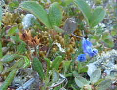 Oxytropis scammaniana