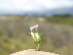 Aspalathus hispida hispida