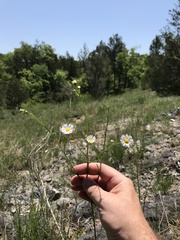 Erigeron dolomiticola