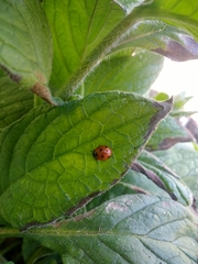 Coccinella septempunctata