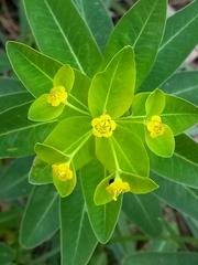 Euphorbia hyberna