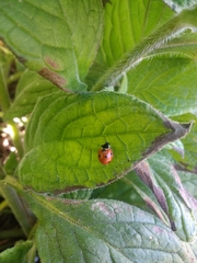 Coccinella septempunctata