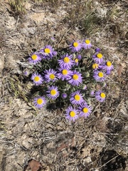 Erigeron poliospermus