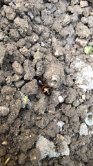 Camponotus nylanderi